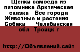 Щенки самоеда из питомника Арктическая сказка - Все города Животные и растения » Собаки   . Челябинская обл.,Троицк г.